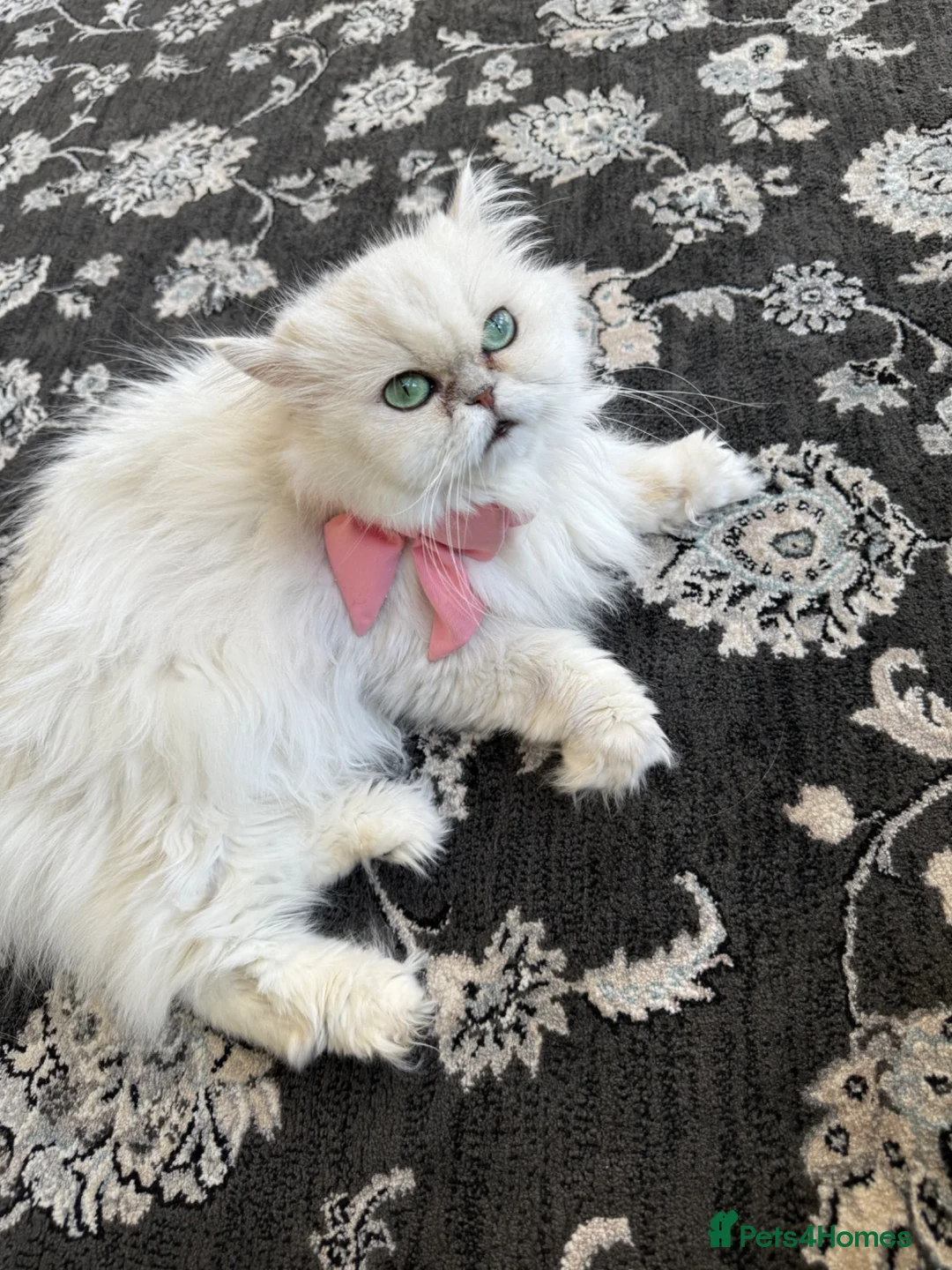 Persian cats for sale: Persian aqua blue eyed Cat for Sale  in Birmingham - Advert 2