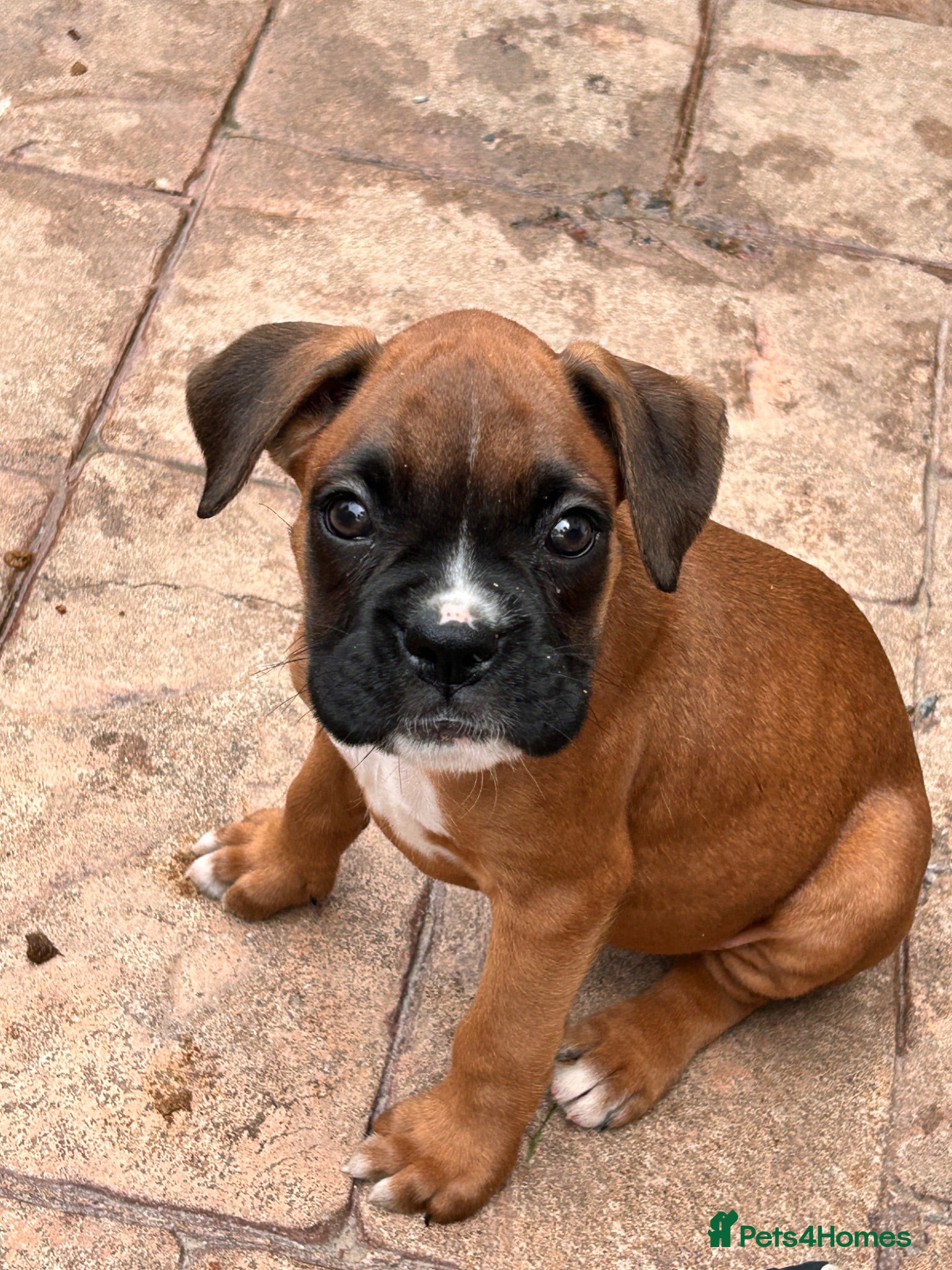 Boxer dogs READY NOW- Stunning boxer puppies - Advert 2