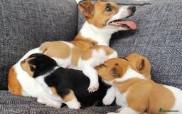 Jack Russell dogs for sale: Super quality vet docked working Jack Russells - Image 11