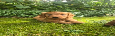 Cockapoo 3