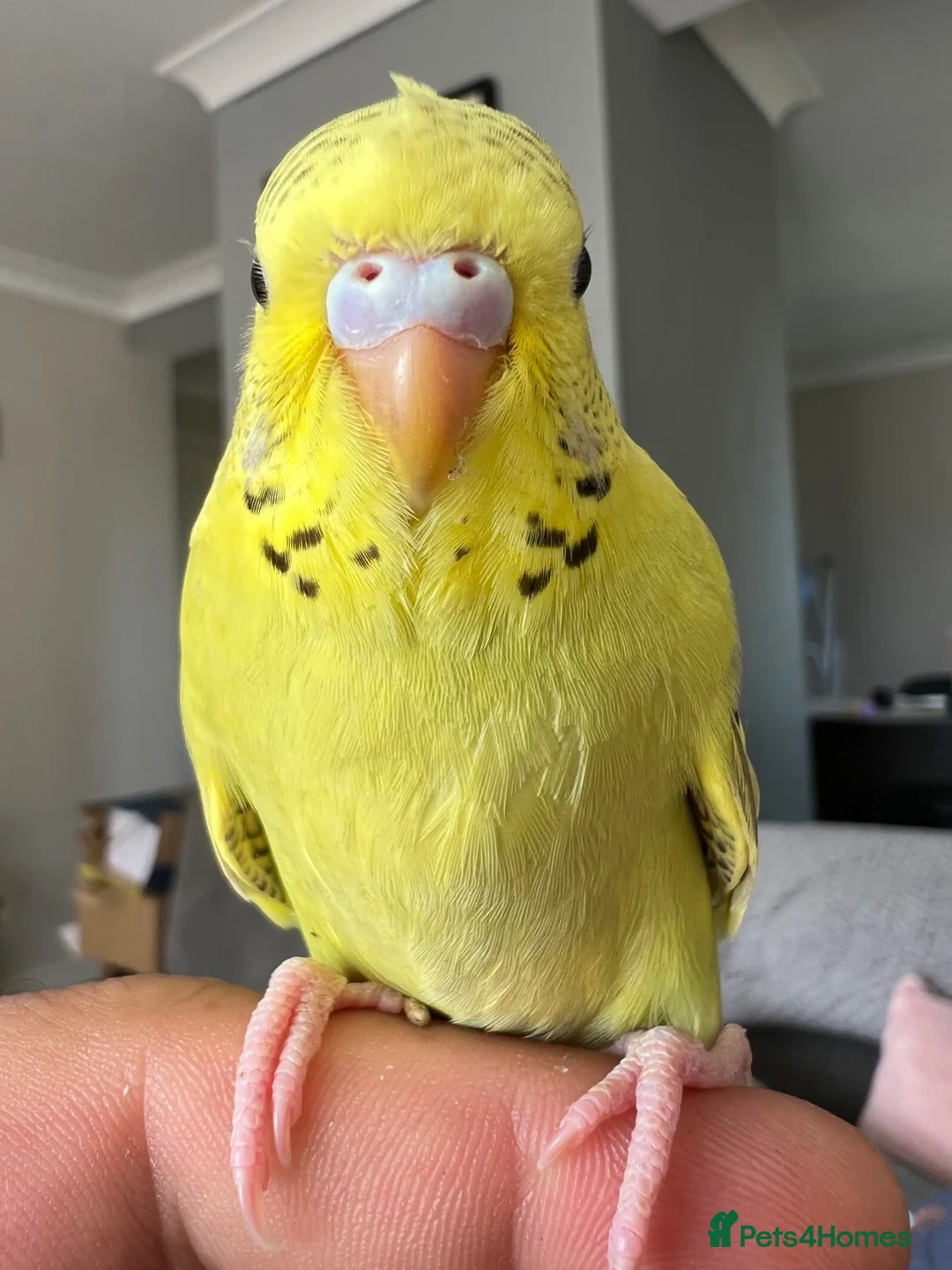 Budgerigars birds for sale: Beautiful baby budgie in Lymm - Advert 2