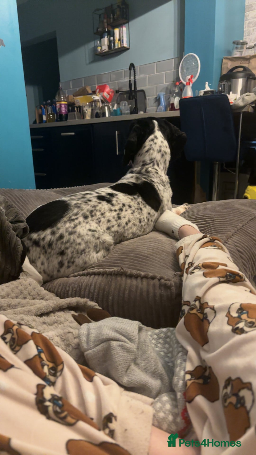 Cocker Spaniel dogs for stud: Male cocker spaniel for stud  - Advert 2