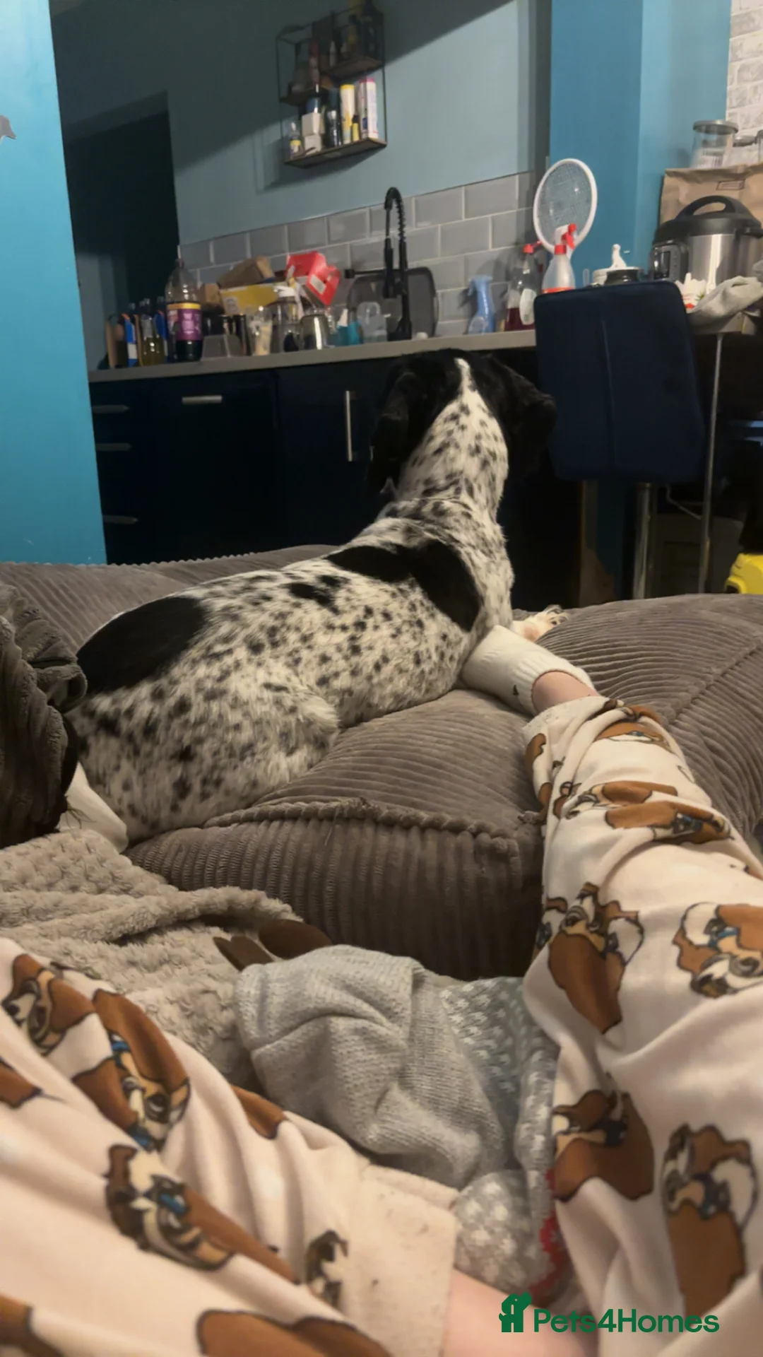 Cocker Spaniel dogs for stud: Male cocker spaniel for stud  - Advert 2