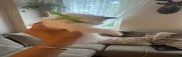 Ragdoll cats for sale: Stunning ragdoll babies for sale  - Advert 10