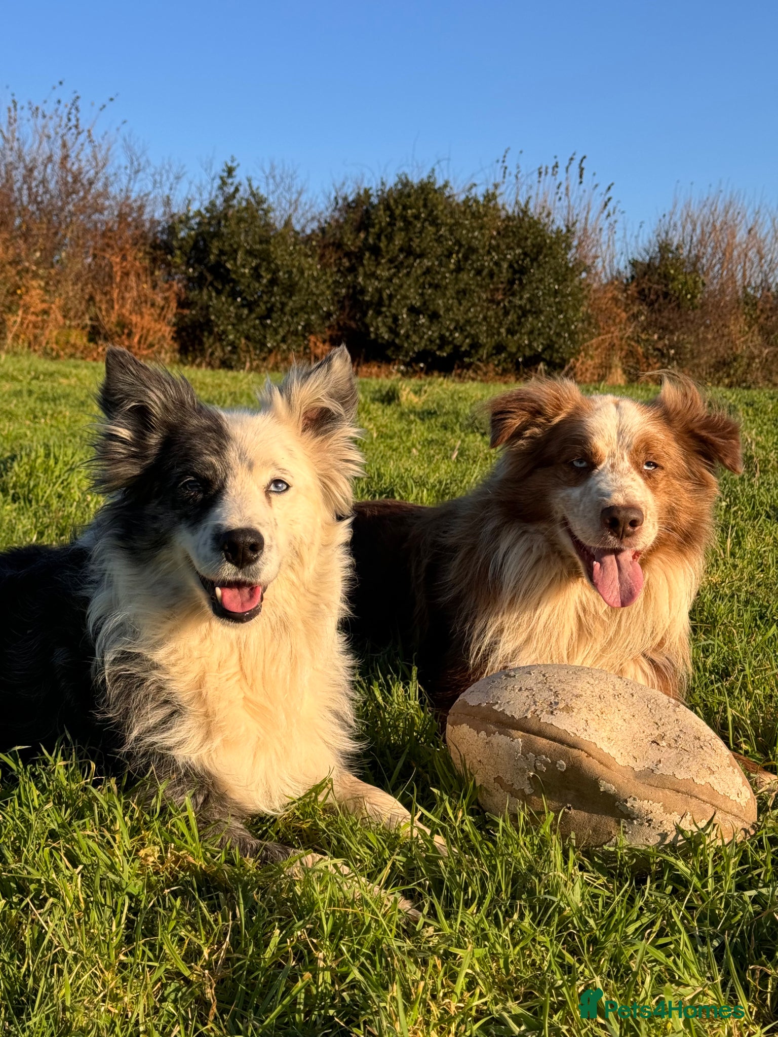 Border Collie dogs for sale: *READ ALL* New home for male Border Collie - Advert 7