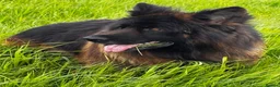 German Shepherd dogs for stud: ⭐️ LUX kc reg ⭐️ - Advert 3