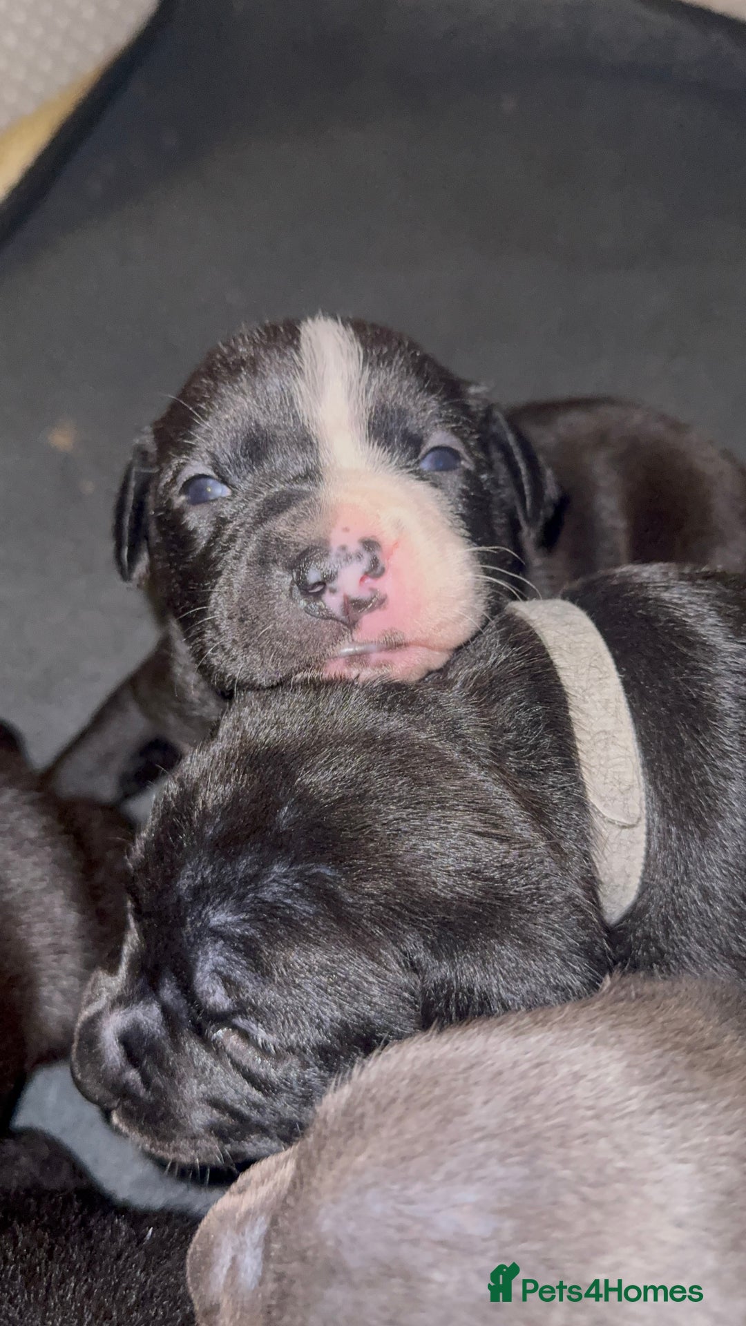 Staffordshire Bull Terrier dogs for sale: Gorgeous staffy puppies  - Advert 16