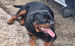 Rottweiler dogs for sale: Kc rottweiler puppies  - Image 23