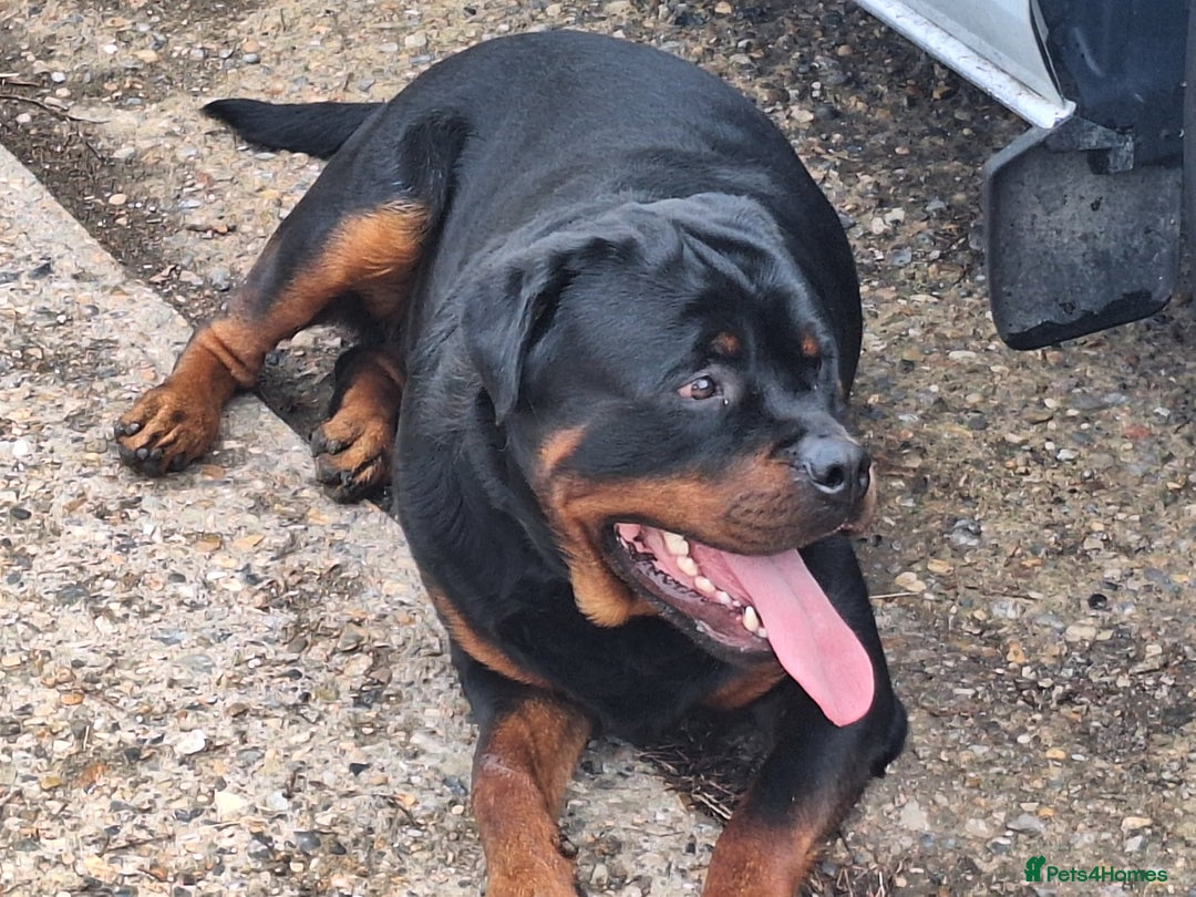 Rottweiler dogs for sale: Kc rottweiler puppies  - Image 23