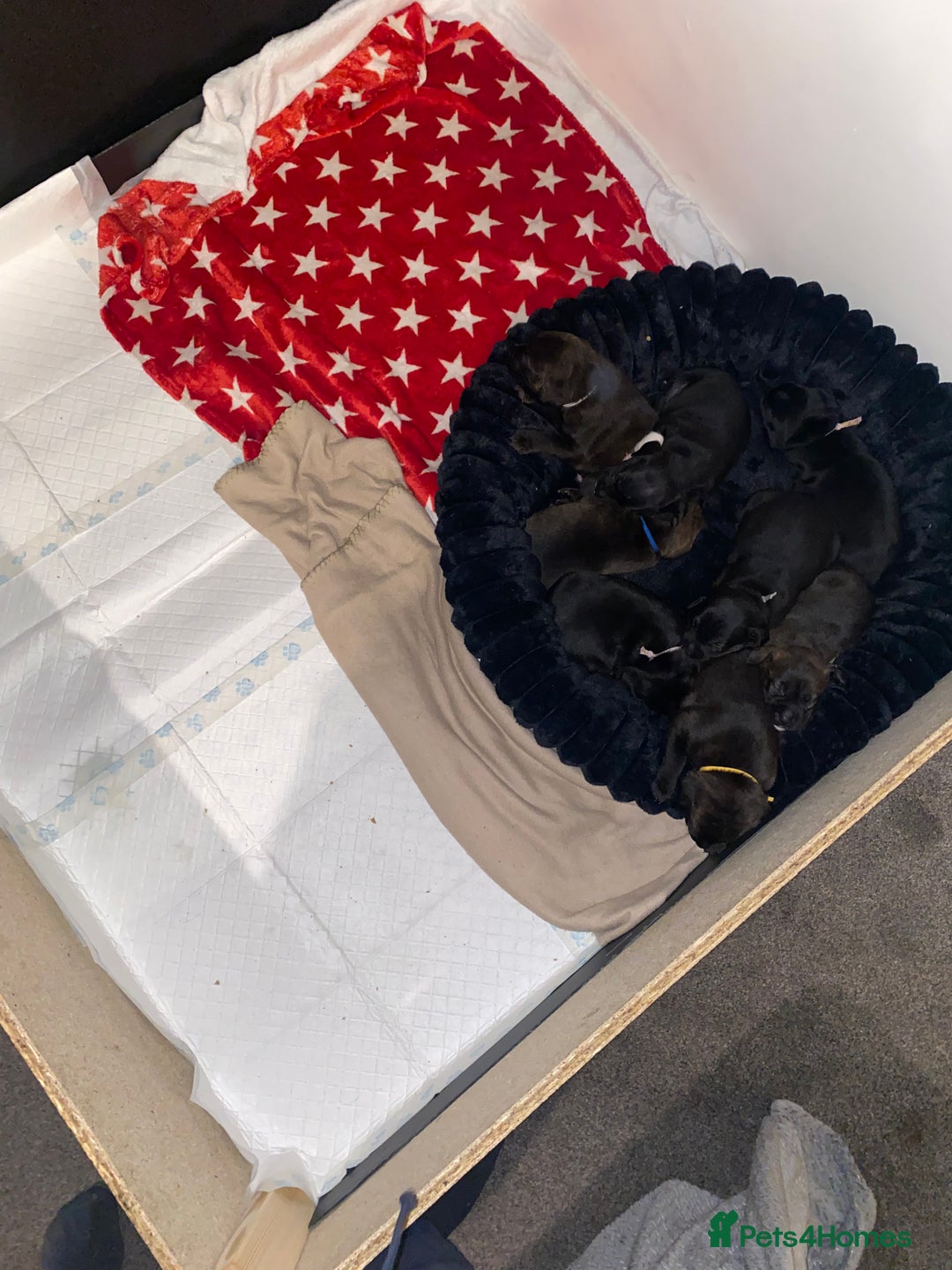 Staffordshire Bull Terrier dogs for sale: Beautiful tri and brindle staffy pups - Image 16