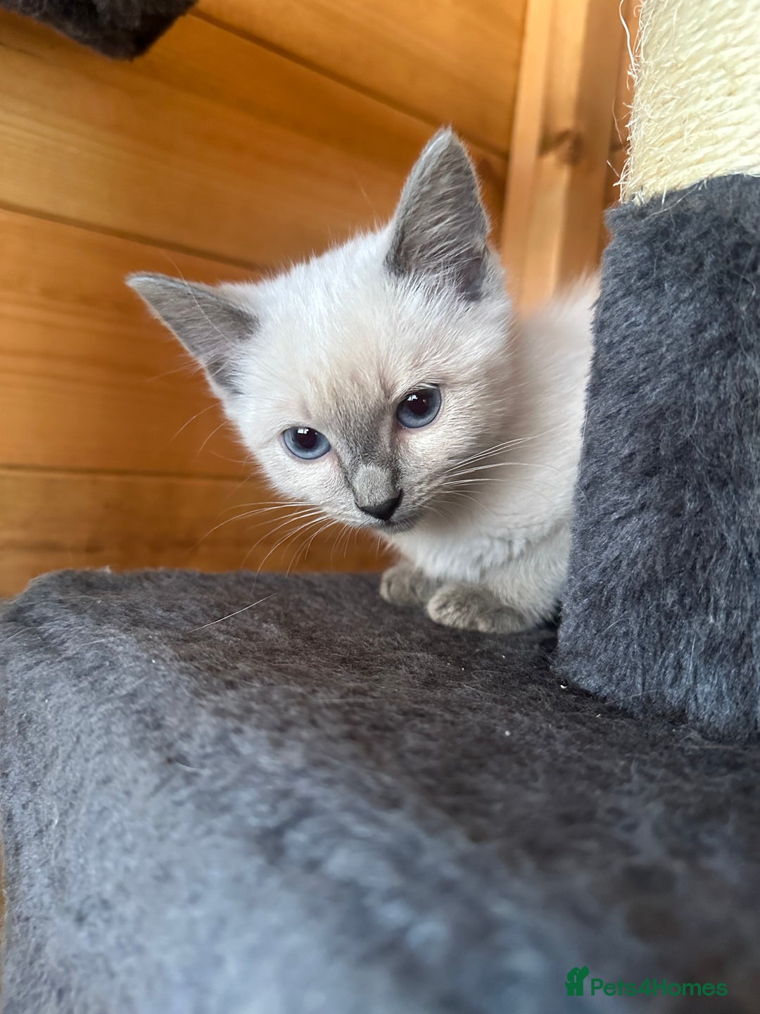 Ragdoll cats for sale: Ragdolls for sale  - Image 6