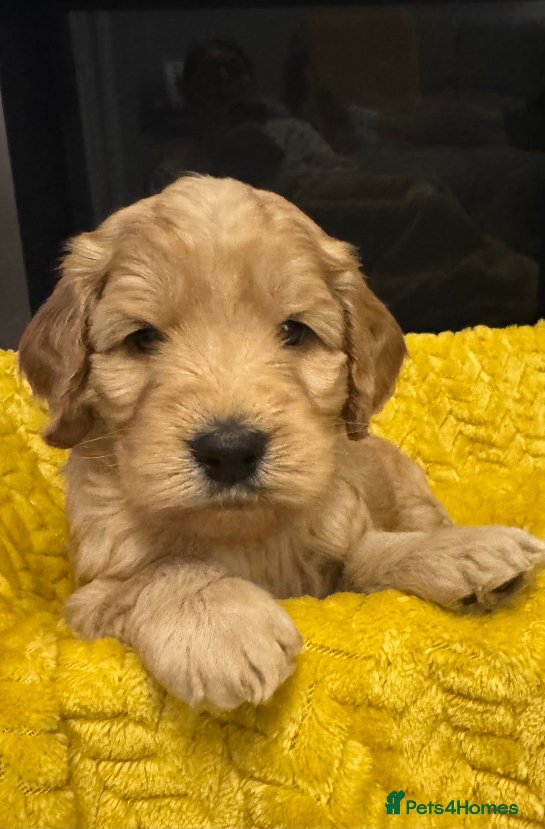 Cockapoo dogs for sale: Cockapoo Litter Due 25th January  - Advert 19