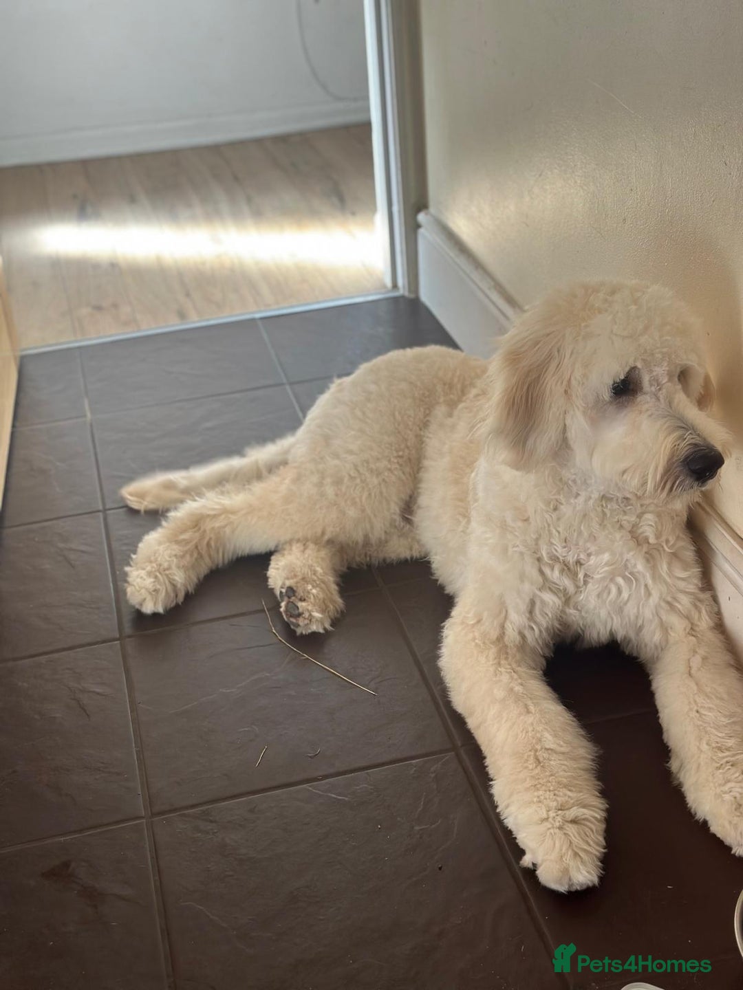 Goldendoodle dogs for sale: Goldendoodles F1, both parents hip scored          - Image 18