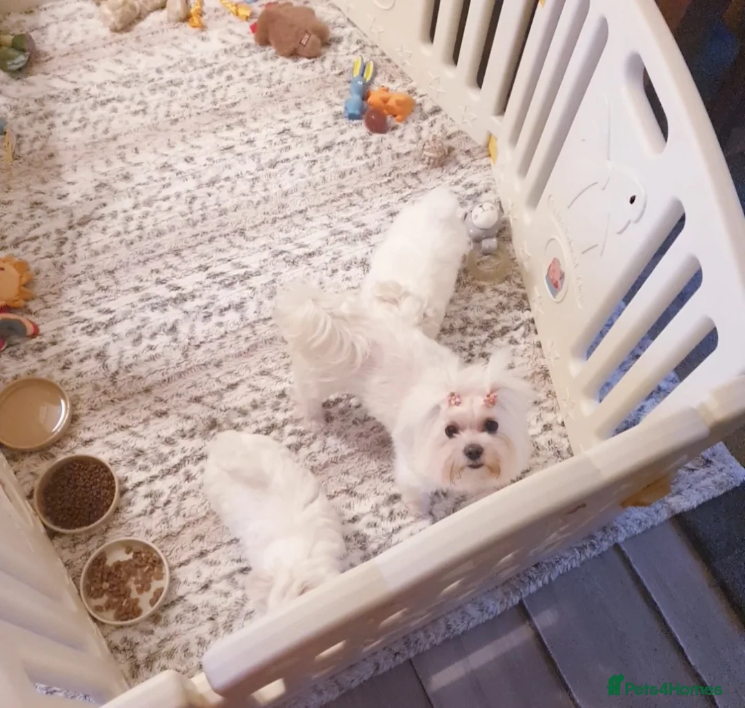 Maltese dogs for sale: Maltese ♡ Pedigree ♡  - Advert 3
