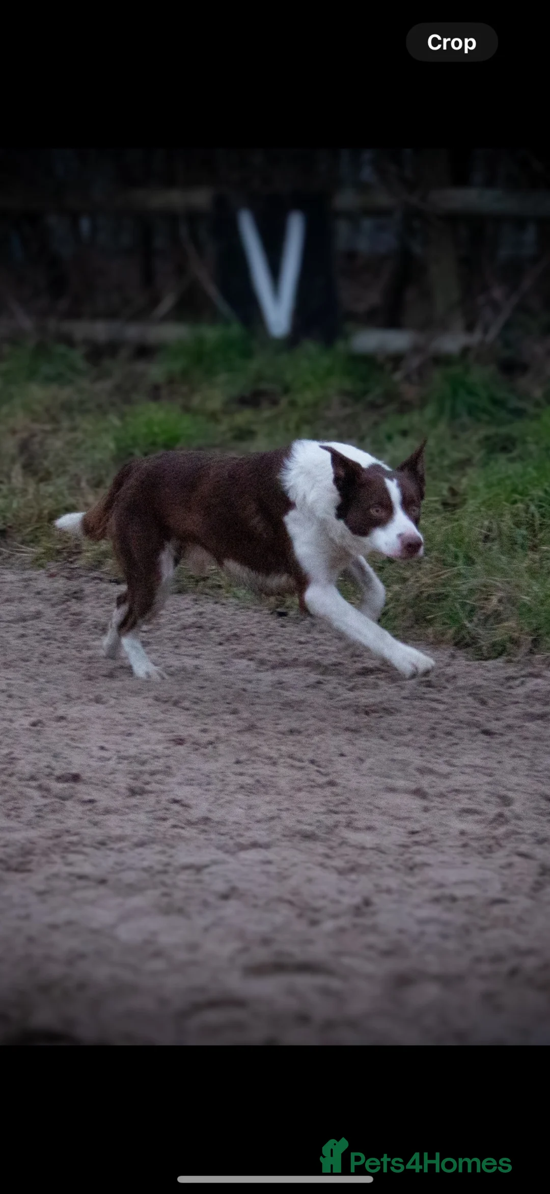 Border Collie dogs for stud: Available for stud, exceptionally well bred collie - Advert 2