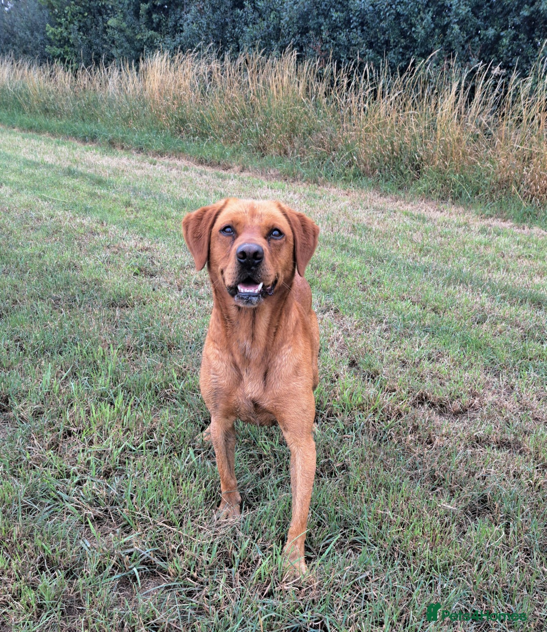 Labrador Retriever dogs for stud: Fox Red Labrador For Stud, Fully health tested  in Stoke-on-Trent - Image 1