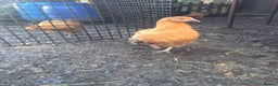 Chickens poultry for sale: POINT OF LAY PULLETS AVAILABLE  - Advert 10