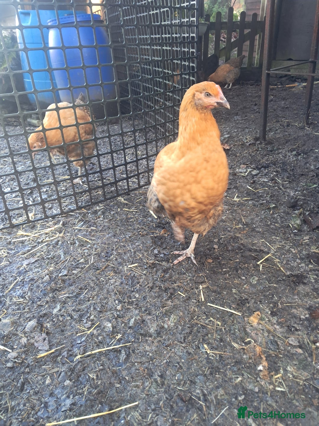 Chickens poultry for sale: POINT OF LAY PULLETS AVAILABLE  - Advert 10