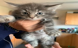 Mixed Breed cats for sale: 3 male 2 female kittens - Image 5