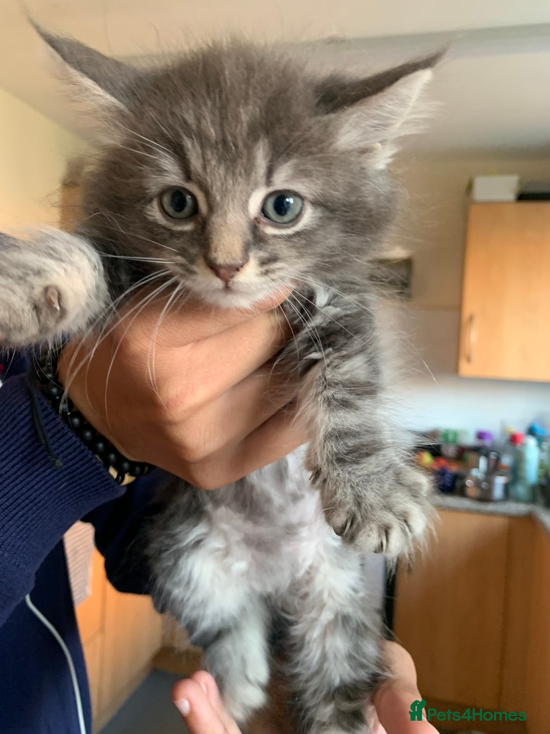 Mixed Breed cats for sale: 3 male 2 female kittens - Image 5