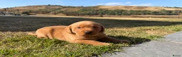Labrador Retriever dogs for sale: Stunning fox Red Labrador pup - Advert 5