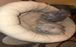 British Shorthair cats for sale: British short hair kittens  - Advert 7