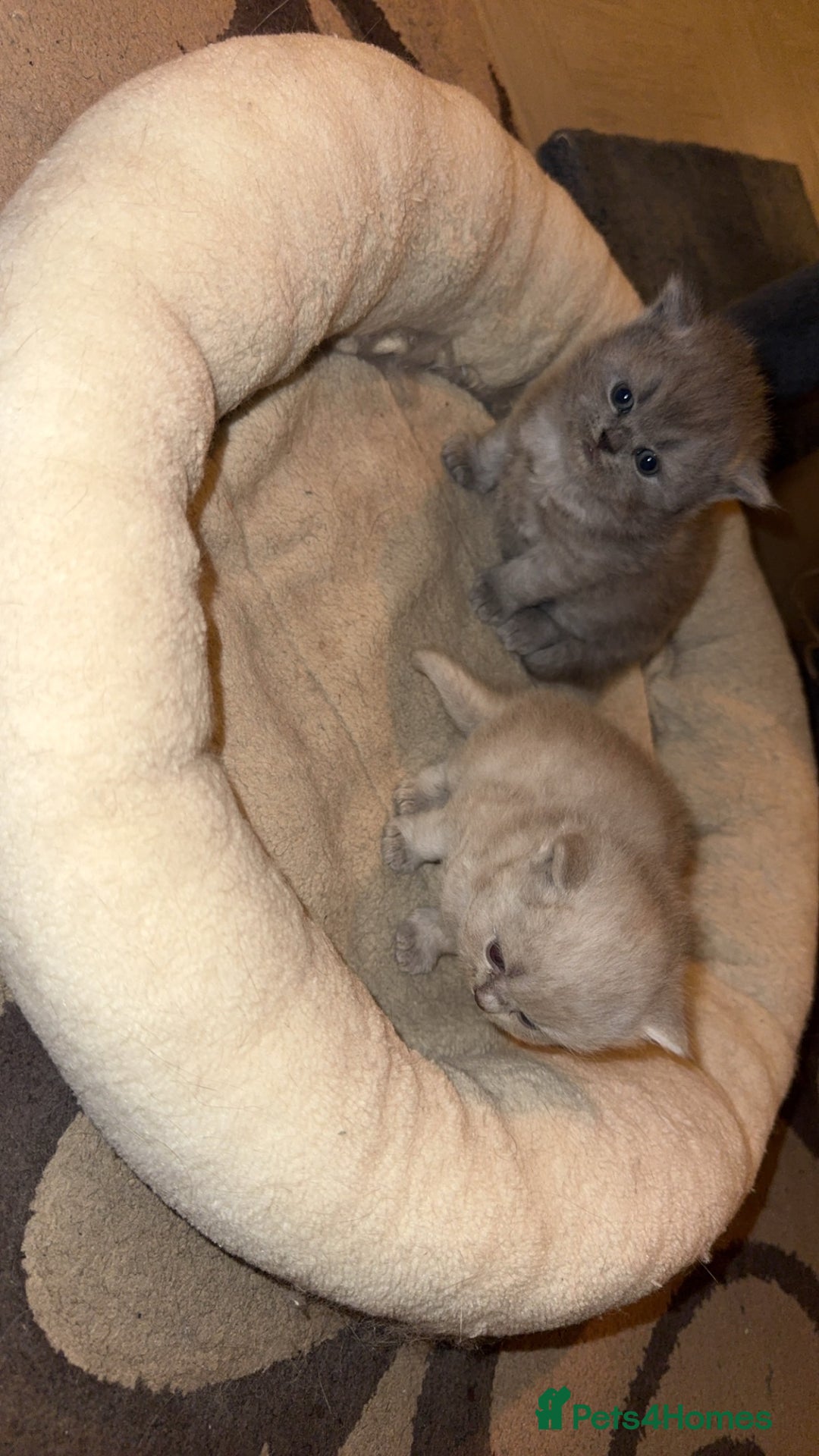 British Shorthair cats for sale: British short hair kittens  - Advert 7