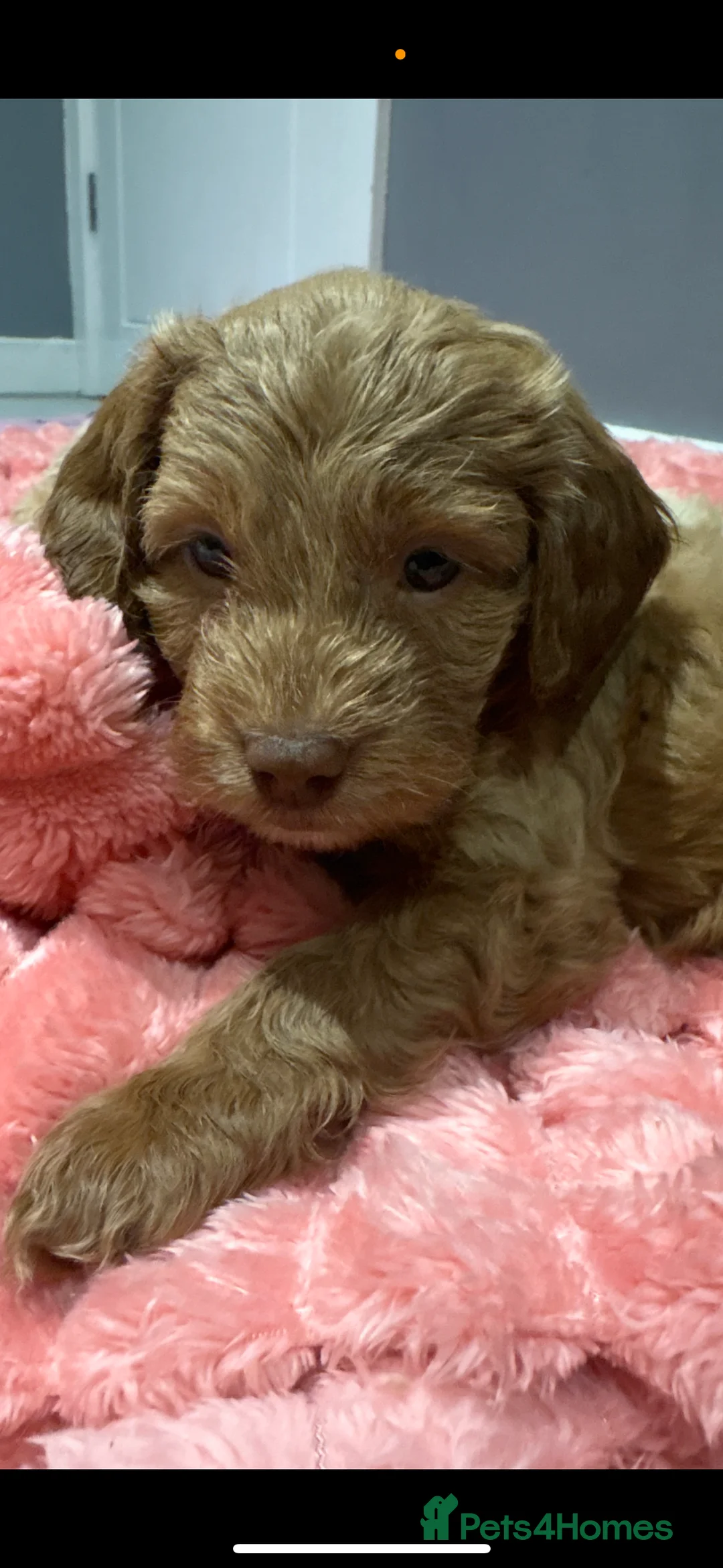 Cockapoo dogs for sale: 2 female cockapoo puppies 6 weeks - Advert 4