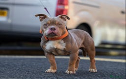 American Bully dogs for stud: Lilac tri pocket bully  in Manchester - Image 2