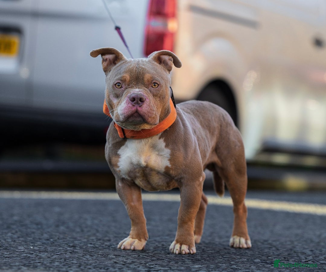 American Bully dogs for stud: Lilac tri pocket bully  in Manchester - Image 2