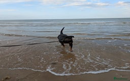 Rottweiler dogs for sale: Maya 7 years  - Image 5