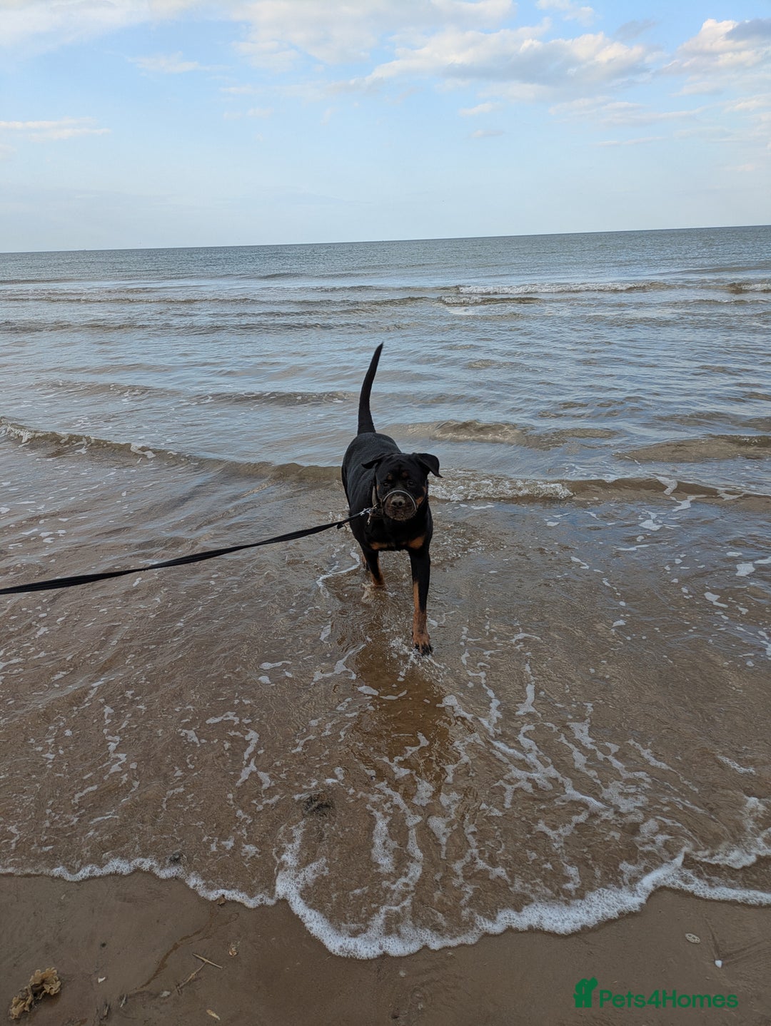 Rottweiler dogs for sale: Maya 7 years  - Image 5