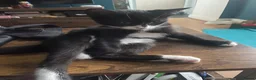 Mixed Breed cats for sale: 5 lovely kittens looking for a home  - Advert 8