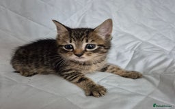 Mixed Breed cats for sale: 4 beautiful fluffy kittens ready now - Image 1