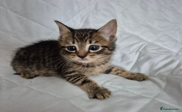 Mixed Breed cats - Advert 8