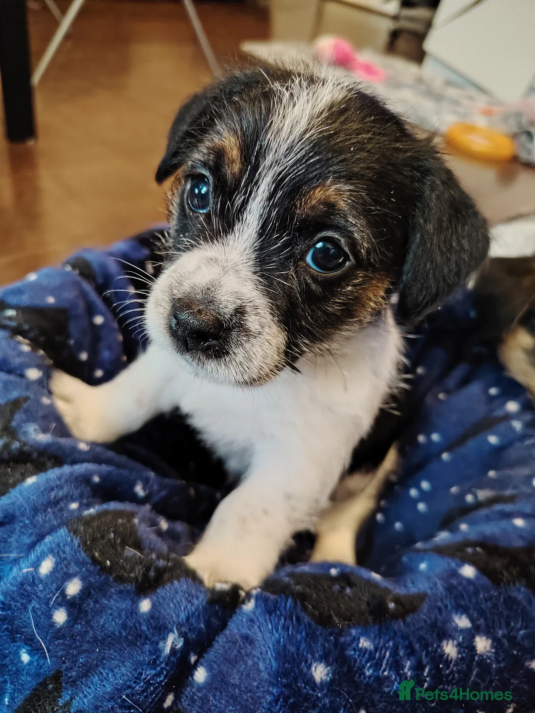 Jack Russell dogs for sale: Lovely jack Russell puppies - Advert 8