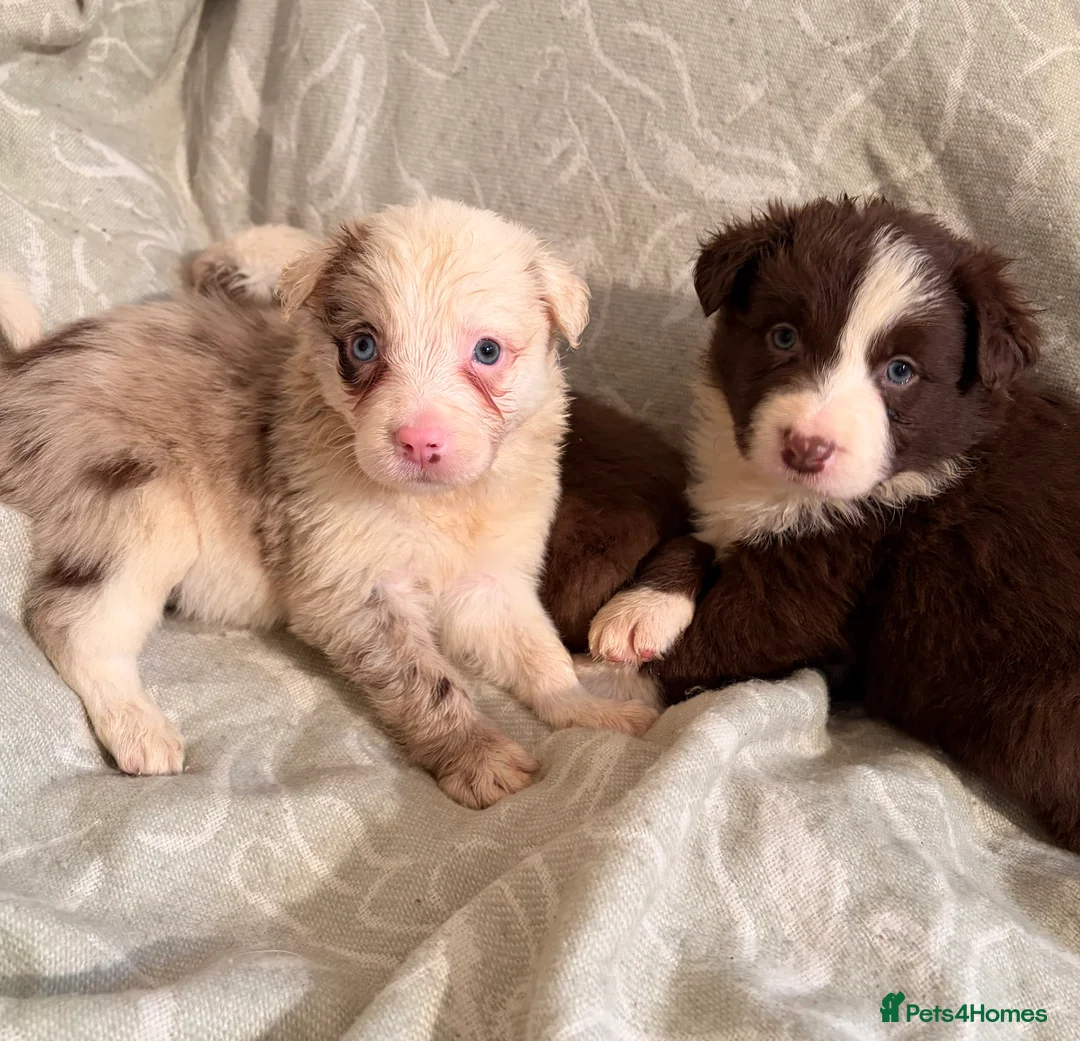 Border Collie dogs for sale: HEALTH TESTED CLEAR PARENTS BORDER COLLIE PUPS - Advert 7