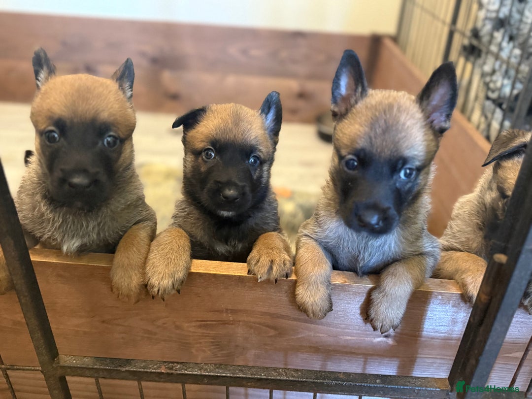 Belgian Shepherd Dog dogs for sale: Top working line puppies  - Image 25
