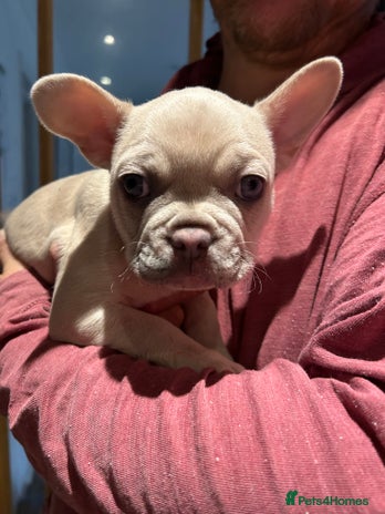 French Bulldog dogs - Advert 4