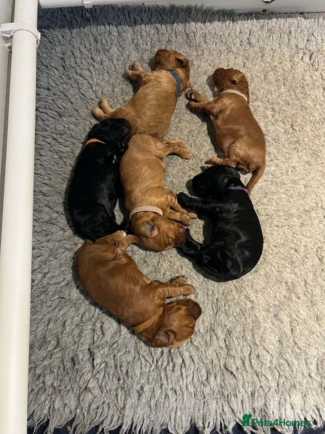Cockapoo dogs for sale: Gorgeous F1 cockapoos🥰🥰 - Advert 5