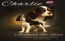Cavalier King Charles Spaniel dogs for stud:  chocolate tri cavalier King Charles spaniel stud - Image 1