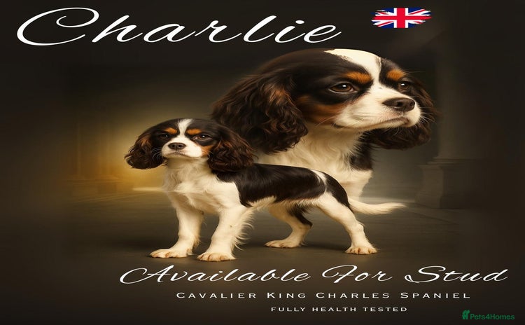 Cavalier King Charles Spaniel dogs - Advert 4