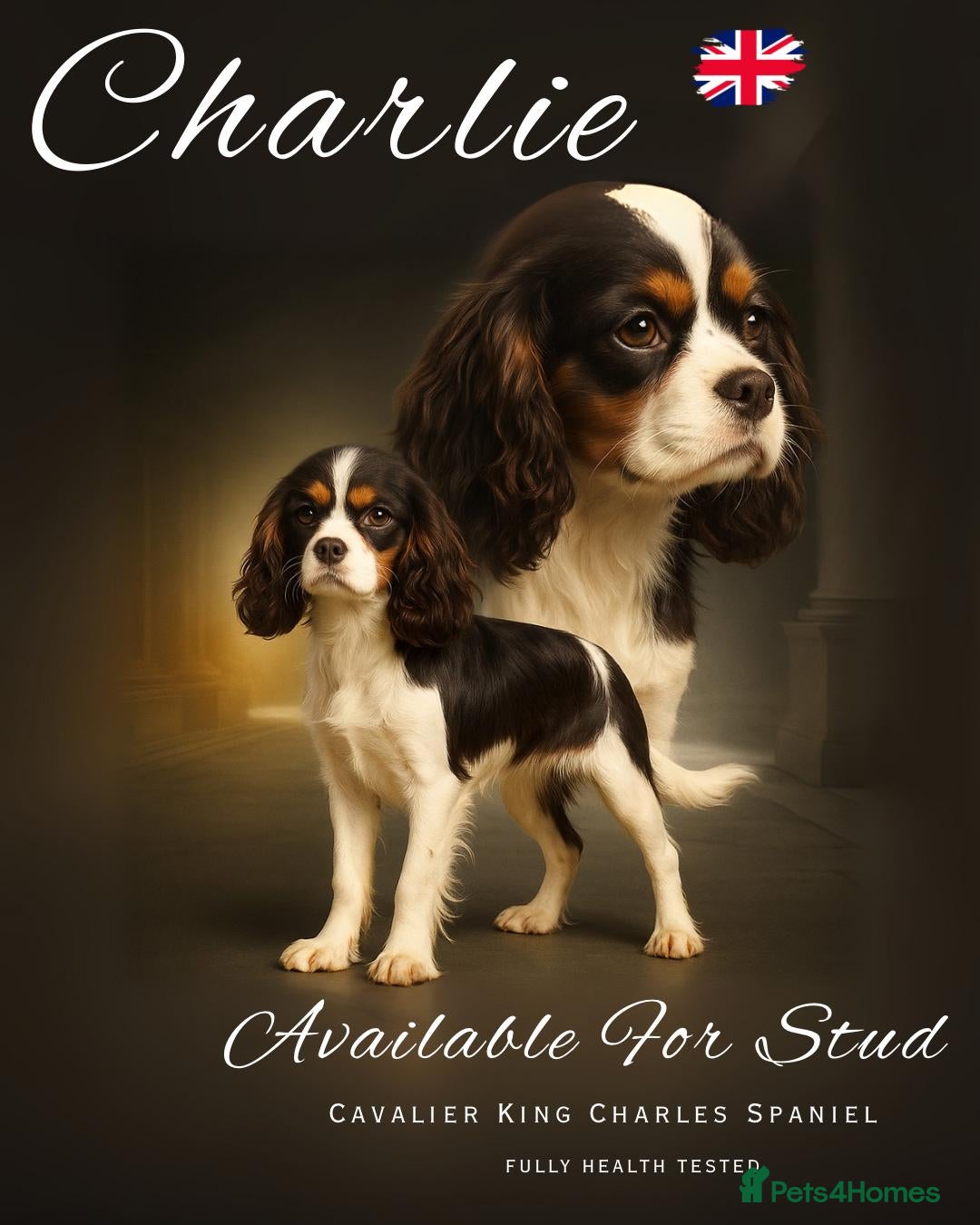 Cavalier King Charles Spaniel dogs for stud:  chocolate tri cavalier King Charles spaniel stud - Image 1