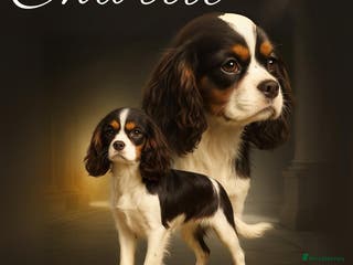 Cavalier King Charles Spaniel dogs chocolate tri cavalier King Charles spaniel stud - Advert 17