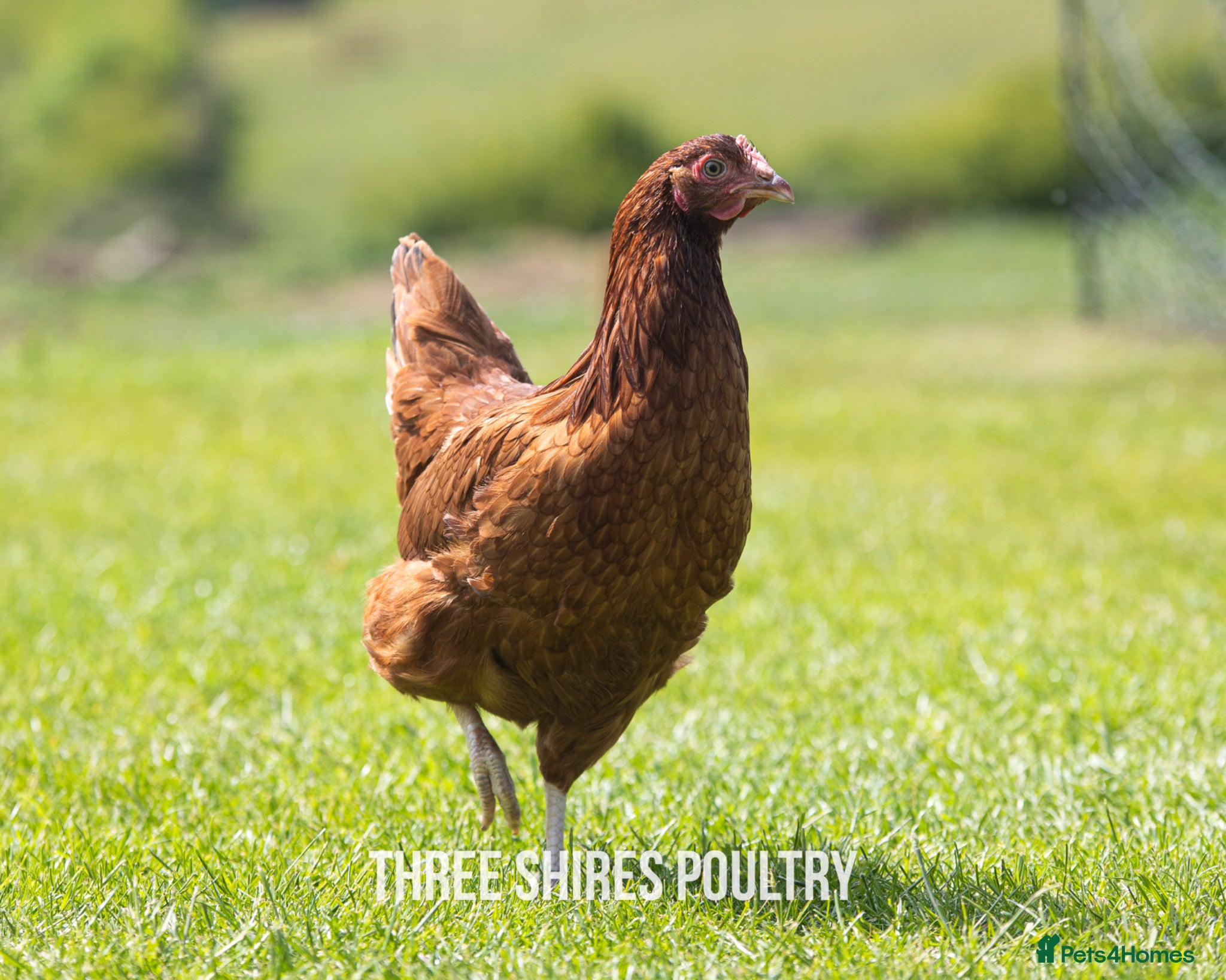 Chickens poultry Point of Lay Brown Hybrids - Advert 2