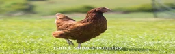 Chickens poultry for sale: Point of Lay Brown Hybrids - Advert 2