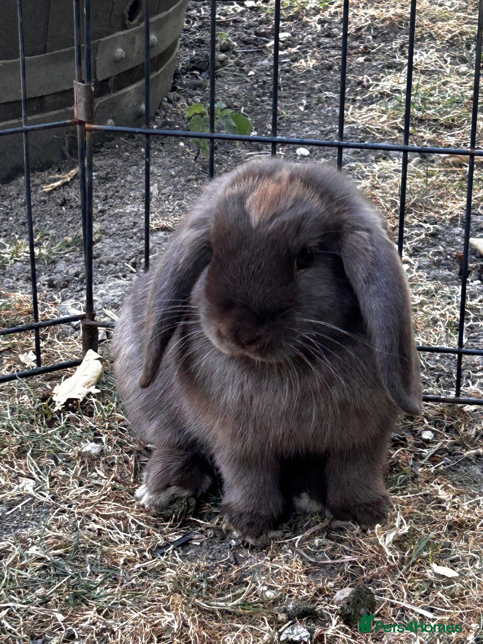 Mini Lop rabbits Stunning pure bred mini lops 1 male 1 female left  - Advert 1