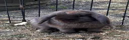 Mini Lop rabbits for sale: Stunning pure bred mini lops  - Advert 1
