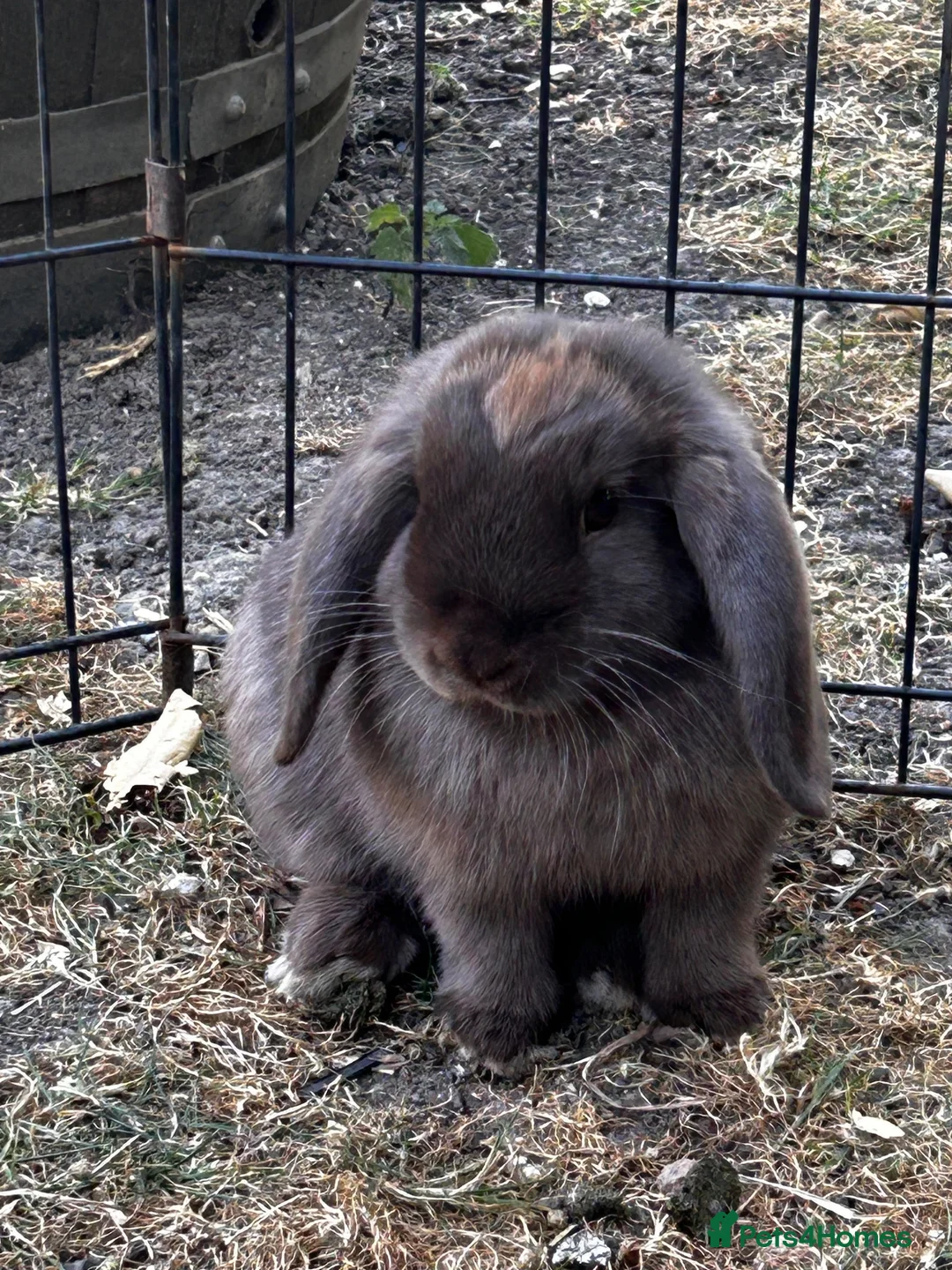 Mini Lop rabbits for sale: Stunning pure bred mini lops  - Advert 1