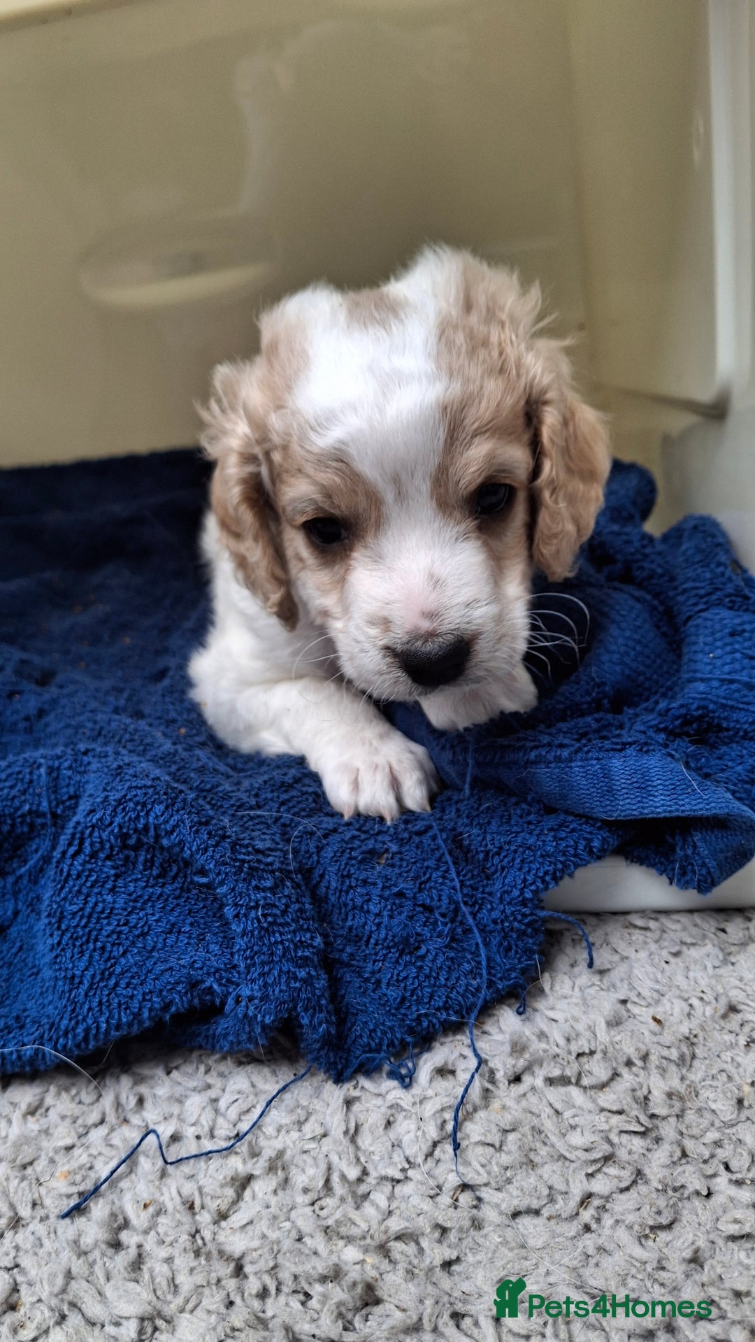 Cockapoo dogs for sale: Mr cassidy - Image 35